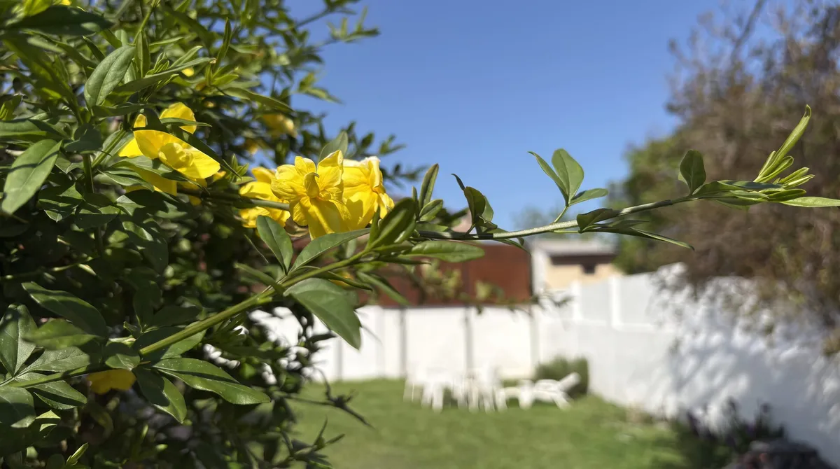 Jasmine in bloom over the garden